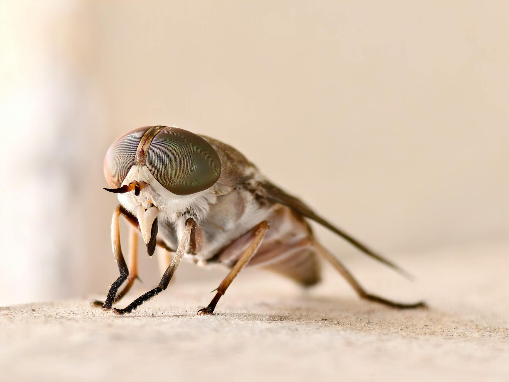 Nahaufnahme eines typischen Mückenstichs auf menschlicher Haut mit leichter Rötung und Schwellung, umgeben von gesunder Haut.