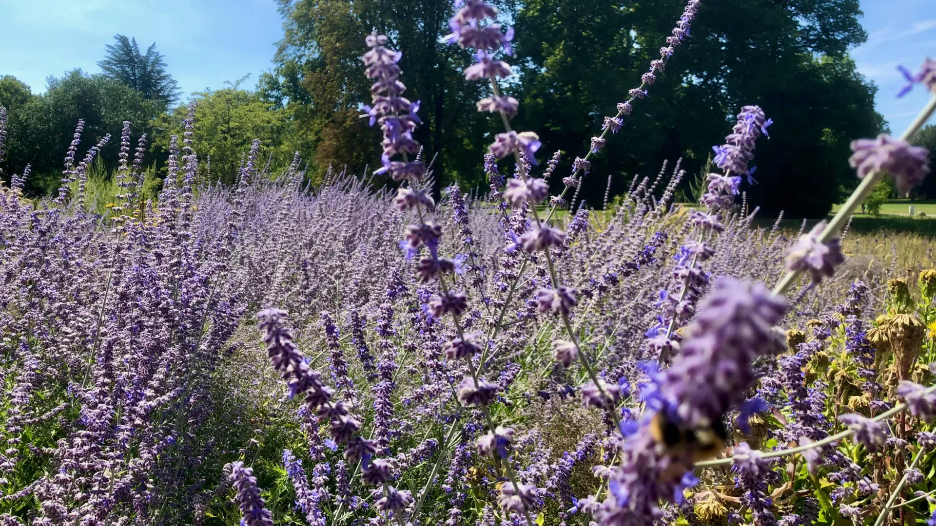 Lavender field in bloom symbolizing natural healing herbs and traditional medicine integrated with modern practice.