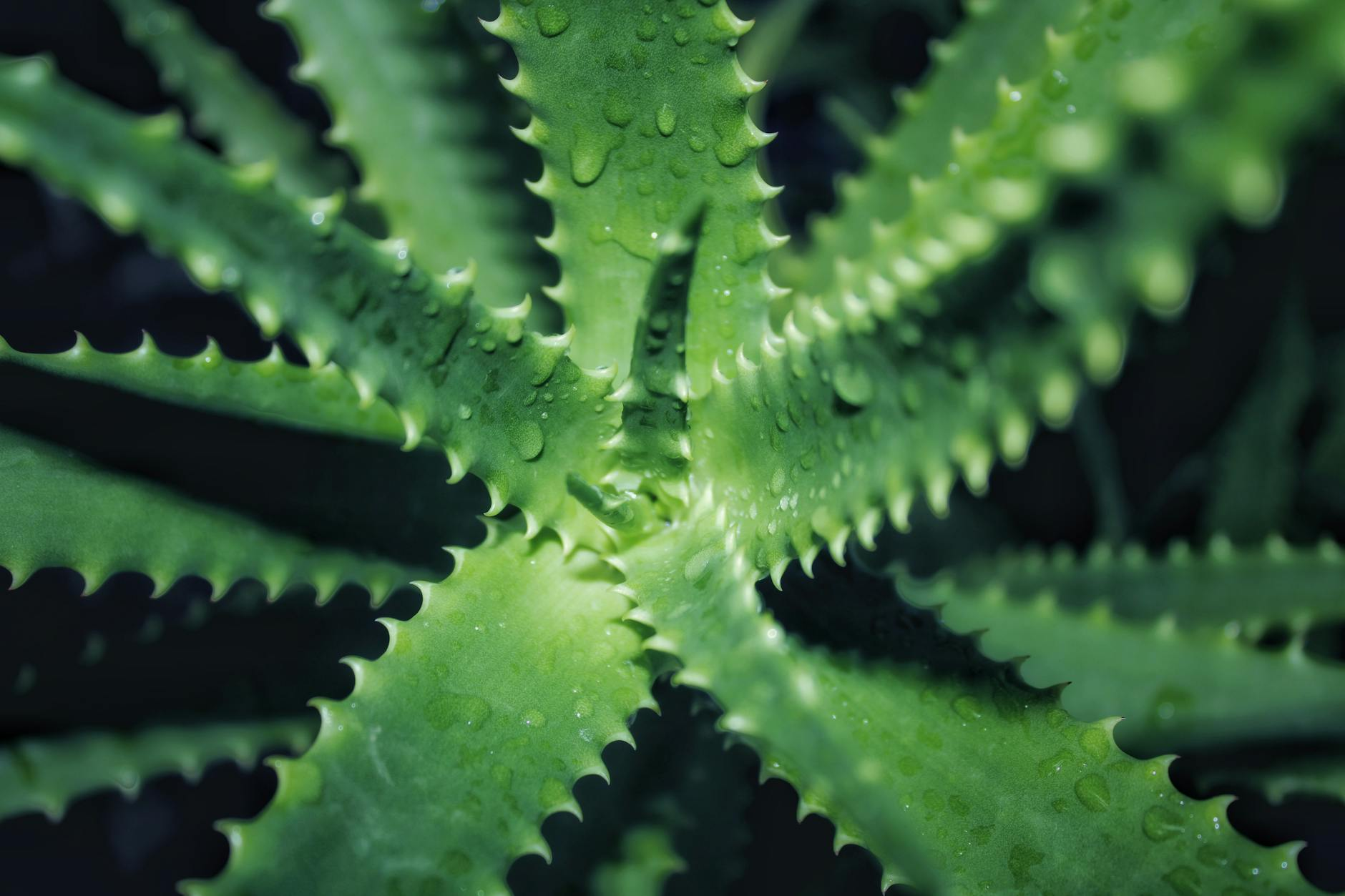 Eine Person trägt Sonnencreme auf ihrem Arm im Freien auf, mit einer Sonnenbrille und einem Hut als zusätzlichen Schutz, vor einem sommerlichen Hintergrund.
